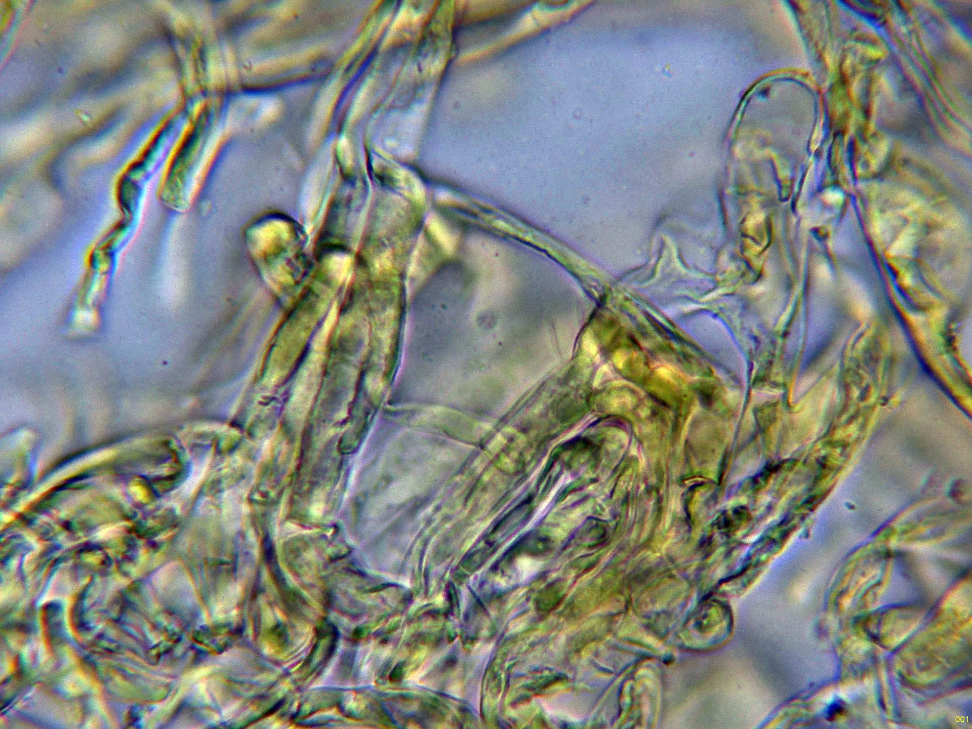 10 - Suprapellis agua-001